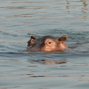 カリバ湖 ジンバブエの観光