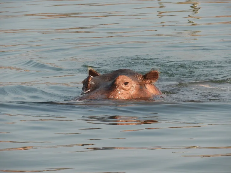 カリバ湖 ジンバブエの観光