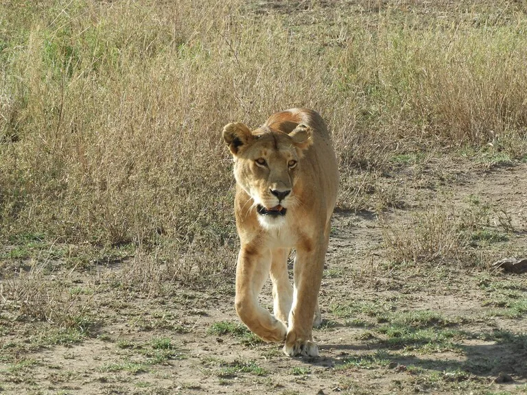 ジンバブエの観光 Hwange National Park