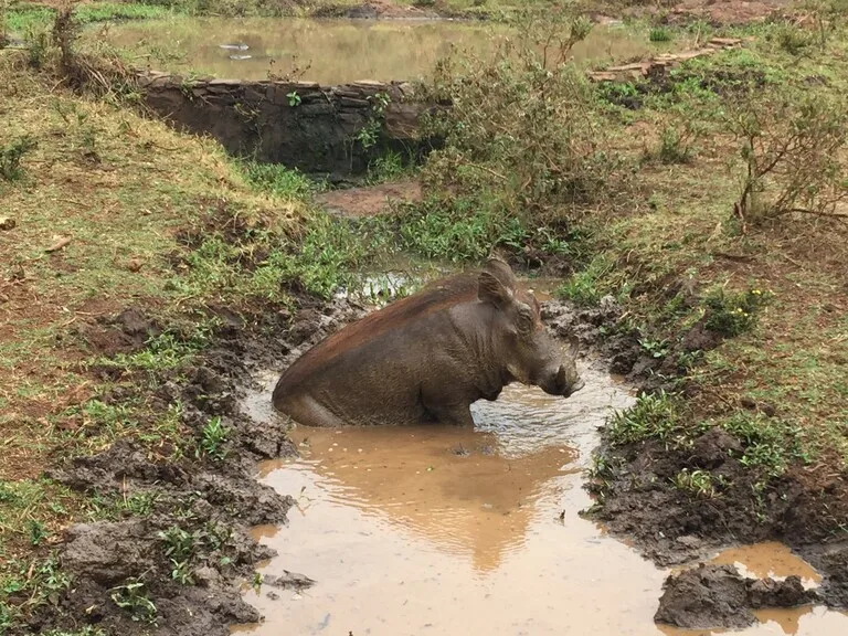 ナイロビ国立公園 ケニアの観光