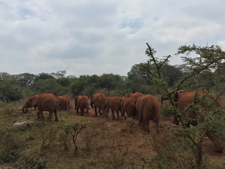 ケニアの観光 Sheldrick Elephant Orphanage ゾウ