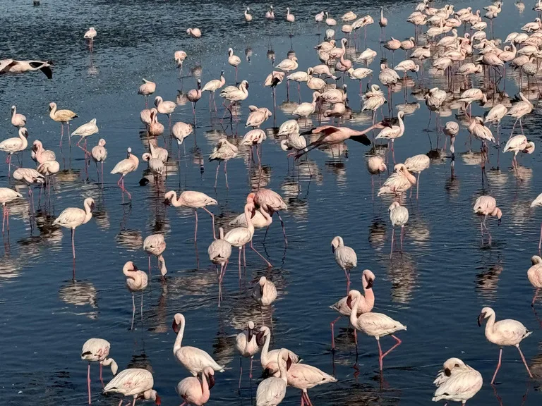 レイク・トゥルカナ国立公園 ケニアの観光