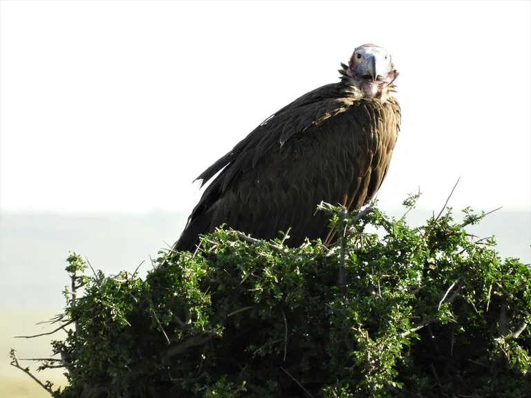 マサイマラ国立公園 ケニアの観光