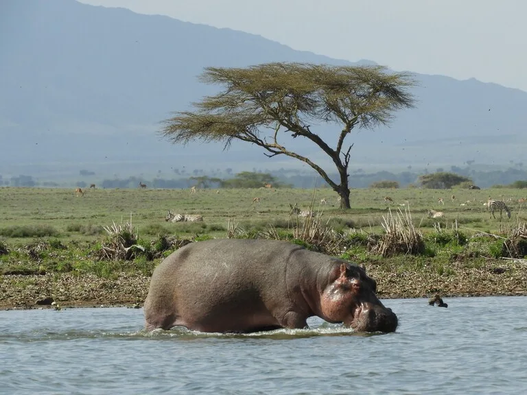 ナイバシャ湖のカバ ケニアの観光