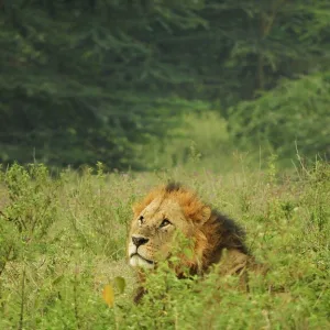 レイク・ナクル国立公園のライオン ケニアの観光