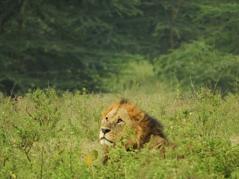 レイク・ナクル国立公園のライオン ケニアの観光