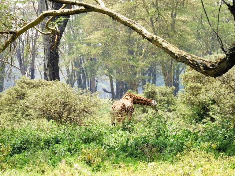 ケニアの観光 レイク・ナクル国立公園のキリン