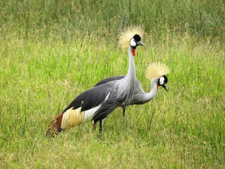 アンボセリ国立公園 ケニアの観光