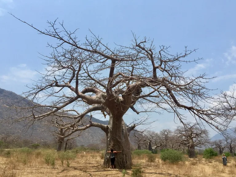 タランギレ国立公園 バオバブの木 タンザニアの観光