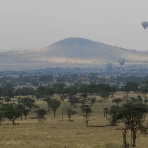 セレンゲティ国立公園 タンザニアの観光