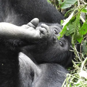 ブウィンディ原生国立公園のゴリラ（Bwindi Impenetrable National Park）ウガンダの観光