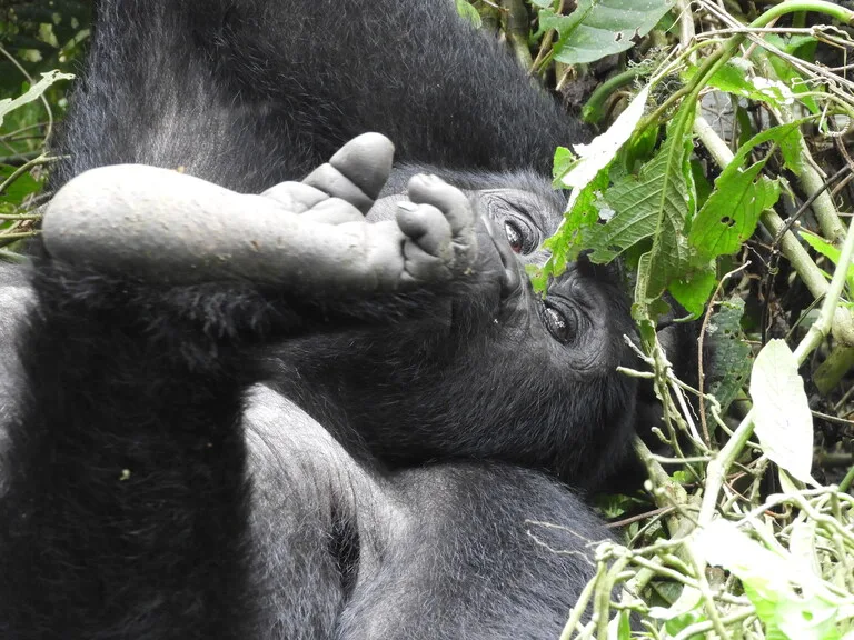 ブウィンディ原生国立公園のゴリラ（Bwindi Impenetrable National Park）ウガンダの観光