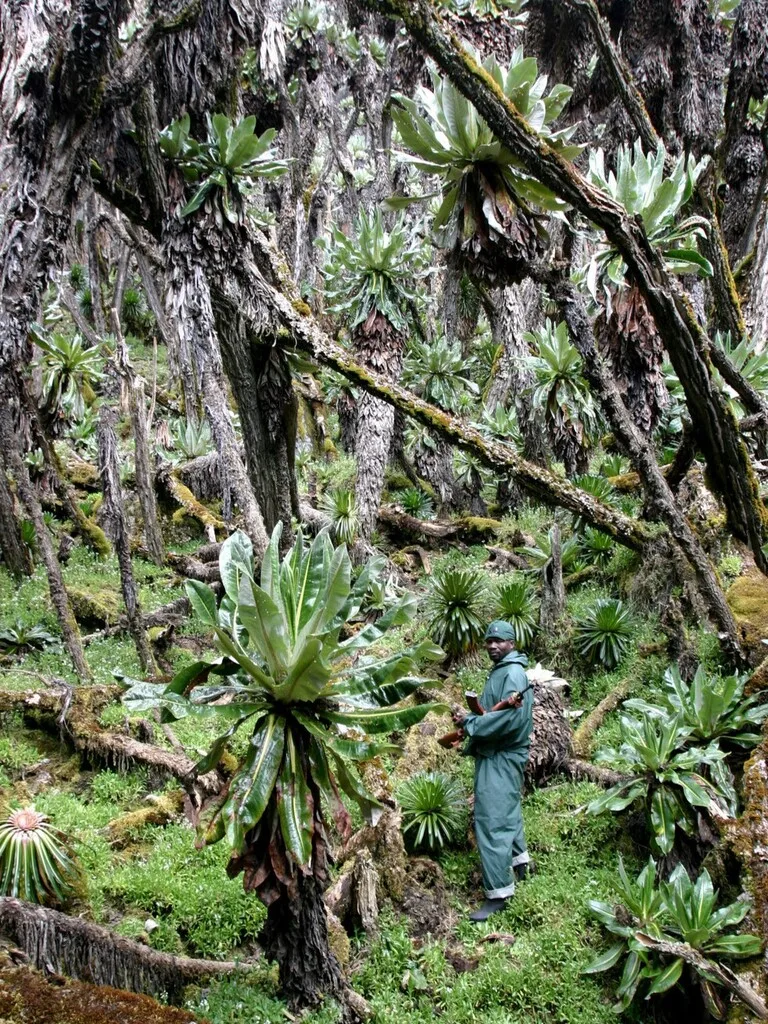 ルウェンゾリ山地国立公園 ウガンダの観光