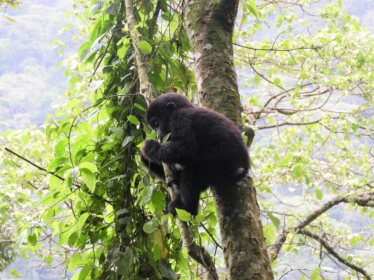 ブウィンディ原生国立公園のゴリラ（Bwindi Impenetrable National Park）ゴリラの赤ちゃん ウガンダの観光