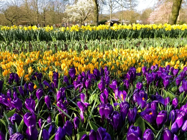 オランダ キューケンホフ公園 チューリップ