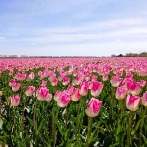 オランダ キューケンホフ公園 チューリップ