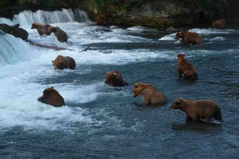 アラスカ クマのサーモン捕食 6月の海外旅行