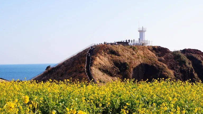韓国 チェジュ 済州島 灯台 菜の花