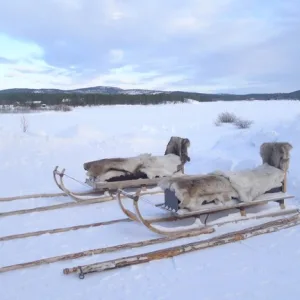 フィンランド 冬 そり