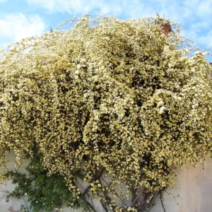 イタリア フィレンツェ 花