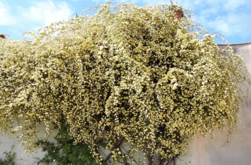 イタリア フィレンツェ 花