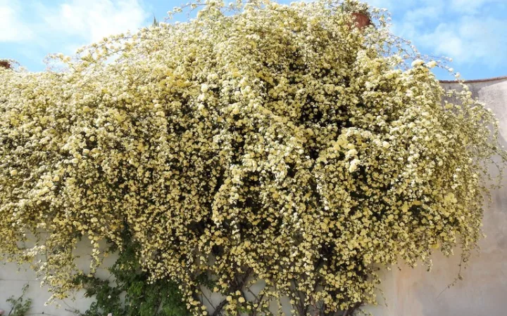 イタリア フィレンツェ 花