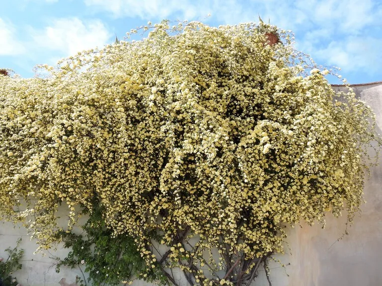 イタリア フィレンツェ 花
