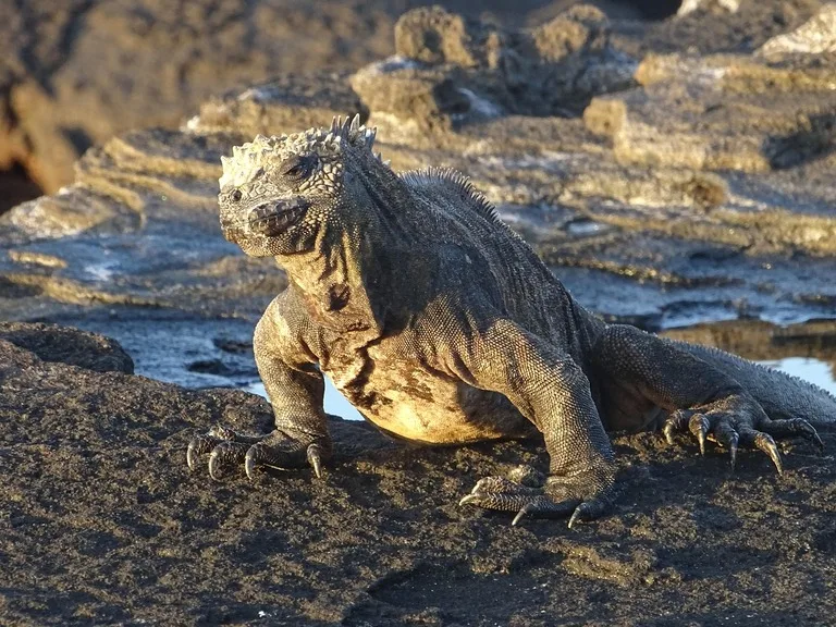 ウミイグアナ ガラパゴス諸島