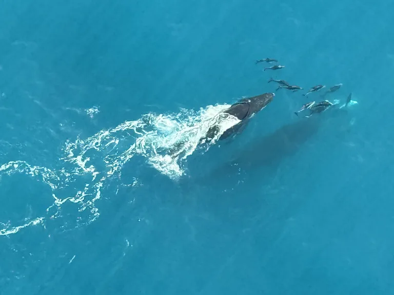 ニュージーランド クジラ 観光 ホエールウォッチング