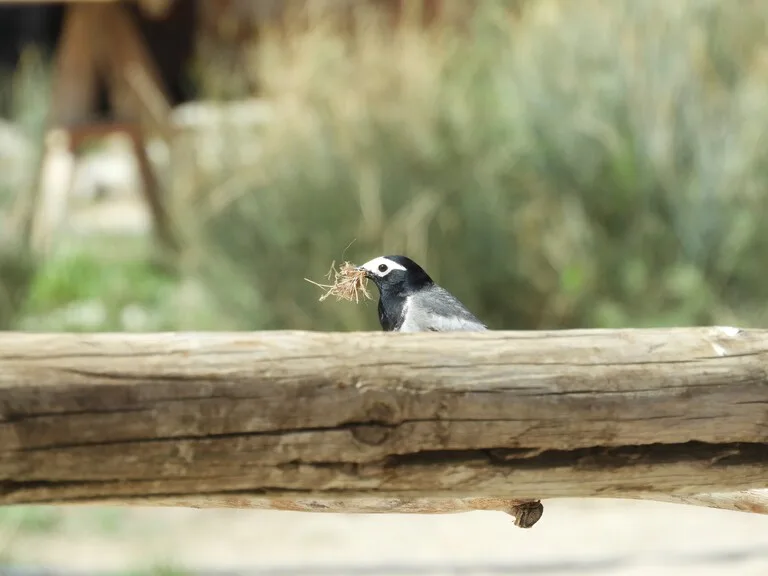 キルギス 観光 巣作り中の野鳥