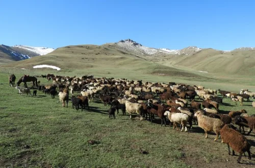 ソンクル湖 馬旅 キルギス 観光 放牧 羊