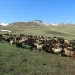 ソンクル湖 馬旅 キルギス 観光 放牧 羊