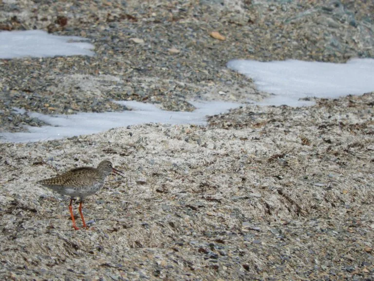 ソンクル湖 野鳥 キルギス 観光 天国に一番近い湖