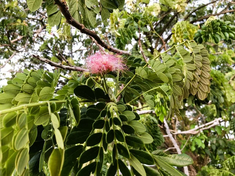ウル・テンブロン国立公園 ブルネイ 観光