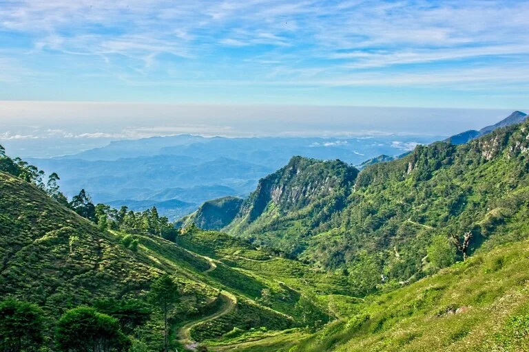 スリランカ 観光 お茶畑の風景