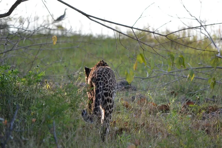 ヤーラ国立公園 スリランカ 観光 世界遺産 豹