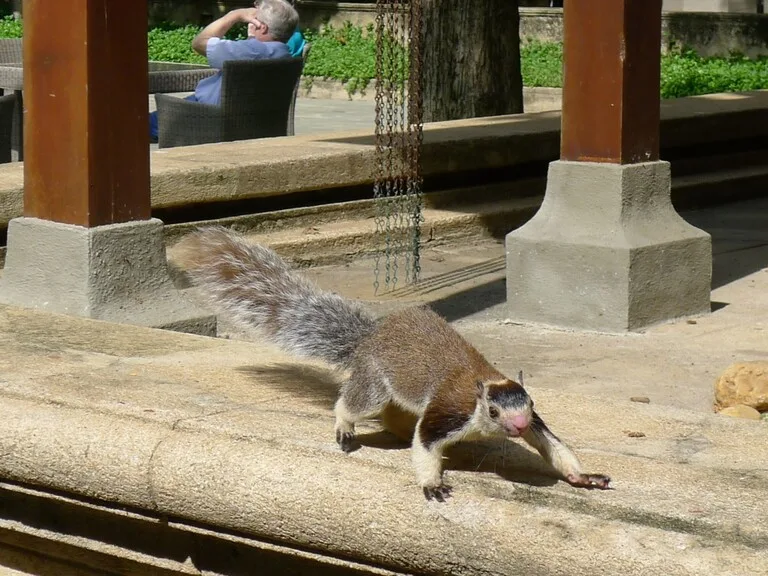 シモフリオオリス スリランカ 野性動物 観光