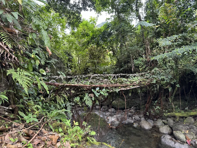 Topinang-vine-bridge ブーゲンビル パプアニューギニア 観光 自然のつる橋
