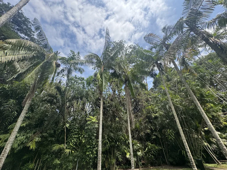 Port-Moresby-Nature-Park パプアニューギニア ポートモレスビー 観光