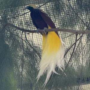 パラダイス 極楽鳥 Port-Moresby-Nature-Park パプアニューギニア ポートモレスビー 観光