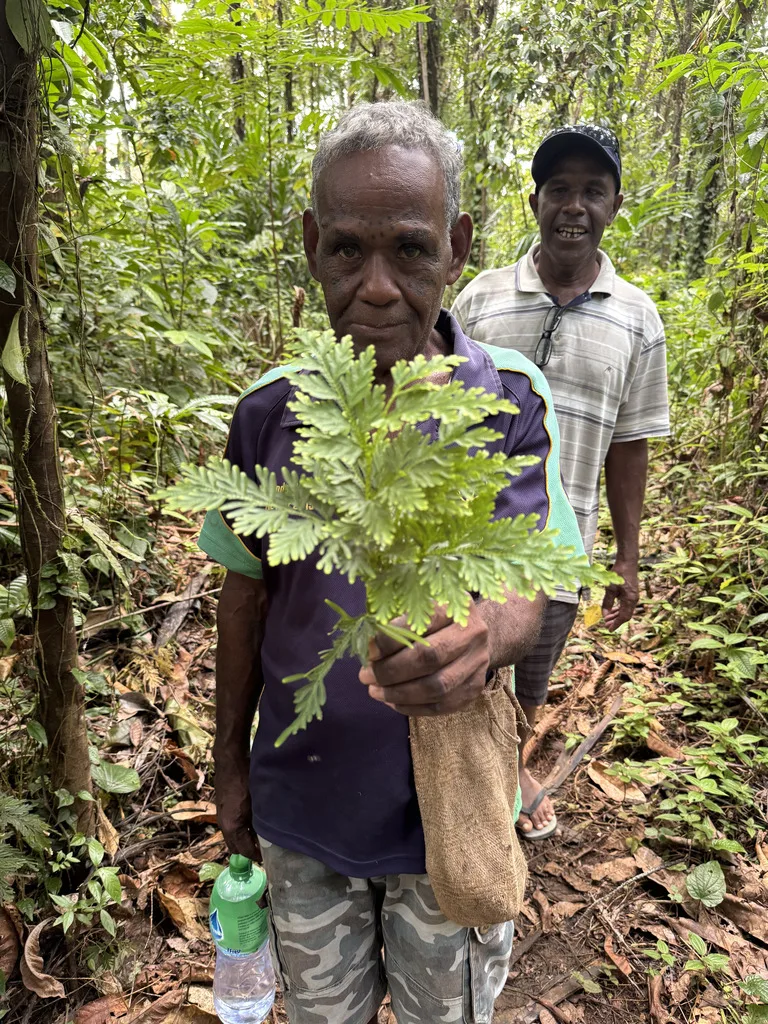 ソロモン諸島マライタ島に伝わるLocal Medicine Trail(薬草を教える老人)