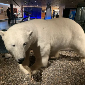 スバールバル諸島（svalbard）の博物館に置いてある白熊のはく製