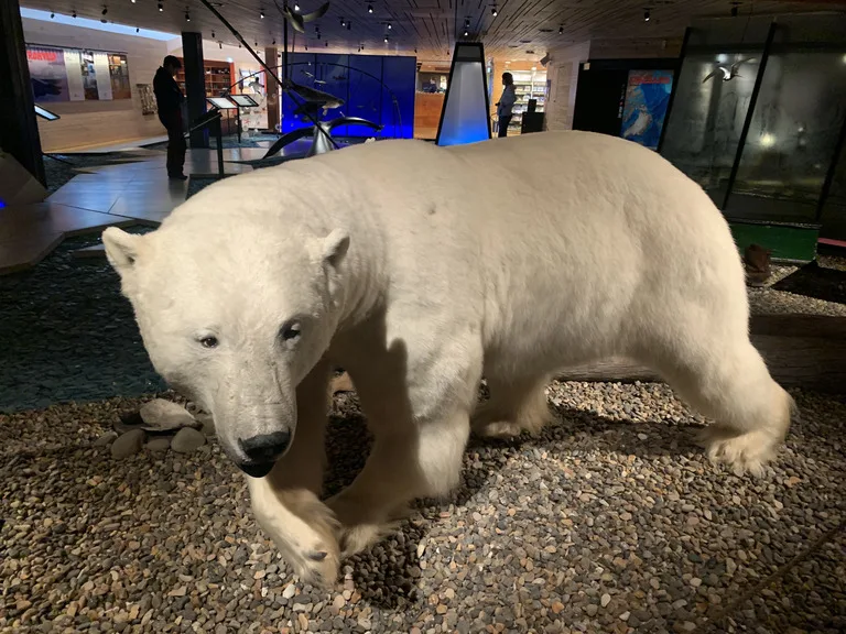 スバールバル諸島（svalbard）の博物館に置いてある白熊のはく製