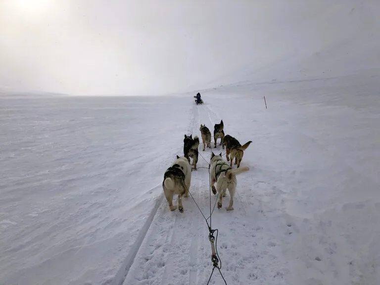 スバールバル諸島（svalbard）の観光、犬ぞり
