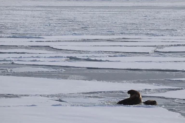 スバールバル諸島（svalbard）流氷の上で休むセイウチの親子