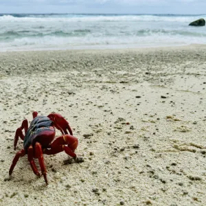 オーストラリア領クリスマス島のビーチと赤ガニ(Christmas Island red crab)