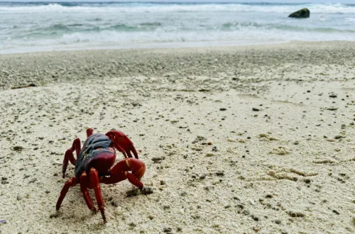 オーストラリア領クリスマス島のビーチと赤ガニ(Christmas Island red crab)