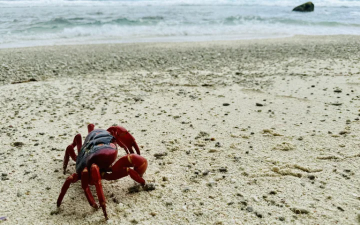 オーストラリア領クリスマス島のビーチと赤ガニ(Christmas Island red crab)