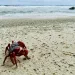 オーストラリア領クリスマス島のビーチと赤ガニ（Christmas Island red crab）