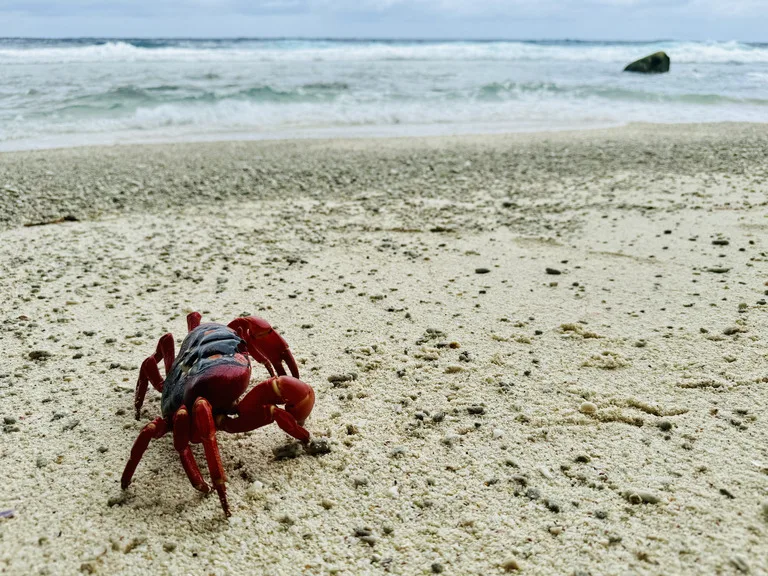 オーストラリア領クリスマス島のビーチと赤ガニ(Christmas Island red crab)